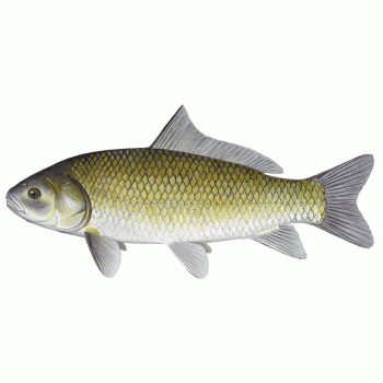 Buffalo Fish（about5-6lb）