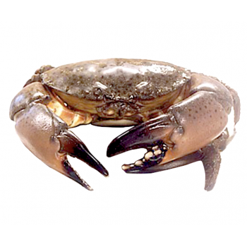 1 Stone Crab （average 0.9-1.2lb/ea.)