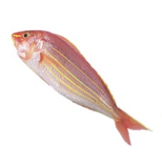 Shiner Fish (average 1lb/each)