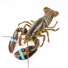 Lobster - S (Average 1.2-1.3lb/ea)