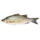 White Sea Bass （average 1.5-1.7lb）