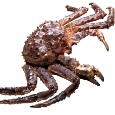 1Large Fresh King Crab (about 7-8lb)