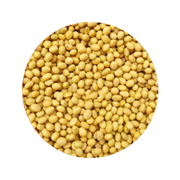 Bulk Small Soy Beans（about 2-2.5lb）