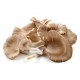 1 Plate of Oyster Mushrooms (about 0.8lb)